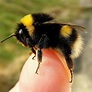 Buff-tailed bumblebee (Bombus terrestris) | Bee, Bumble bee, Animals