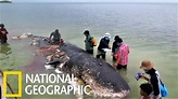 死亡抹香鯨沖上岸，腹內有6公斤塑膠垃圾《國家地理》雜誌 - YouTube