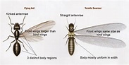 Winged Termites and Flying Ants - Know the Difference