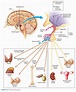Pituitary Gland - Anatomy and Physiology | Endocrine System
