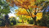 Goldener Oktober Foto & Bild | natur, herbst, laubbäume Bilder auf ...