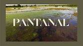 Resumo “Pantanal”: Principais notícias de 26 de setembro a 01 de ...