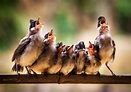 Wonderful Bird Choir | Content in a Cottage