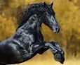 Magnificent Friesian Stallion: A World-Renowned Beauty (Video).