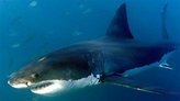 Haie : Die faszinierende Vielfalt der Jäger der Meere | Tiere | Natur ...