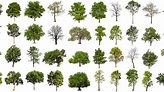 LiveEO | How do we identify Tree Species with Satellite Imagery?