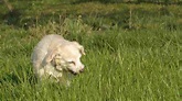 Perché i cani mangiano l'erba: i motivi del gesto