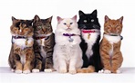 Five cats close-up wallpaper | animals | Wallpaper Better