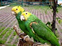 Sabia que as plumas das aves podem revelar doenças? - Blog Casa do Produtor