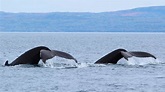 The St. Lawrence River: a haven for whales | AML Cruises
