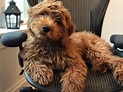 Mini Goldendoodle Puppies For Sale Chicago, Minnesota & Wisconsin