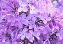 Fotos de lilas | Florpedia.com