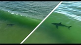 Incredible Great White Shark Drone Footage in the Surf Zone - YouTube