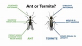 Flying Ants vs Termites | ABC Termite & Pest Control | Omaha & Lincoln