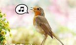 Why do birds sing? - Bird Vibes
