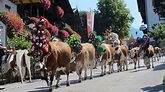 Almabtrieb Wildschönau/‘Auffach am 20.September - Kufstein