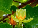 El Tulipero de Virginia - Nuevos Jardines | Jardinería | Lugo | A ...