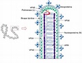 Virus De Marburgo Estructura / Clasificacin Estructura Y Replicacin De ...