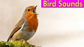 BIRD PICTURES with Sounds and Names in English - YouTube