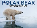 Prime Video: Polar Bear - Spy On The Ice - Season 1