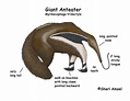 Anteater Tongue Anatomy