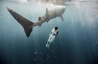 Woman Swimming With Whale Shark Photograph by Tyler Stableford | Pixels