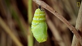 ¿Cuánto tarda una larva en transformarse en una mariposa monarca ...