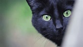 Gato preto: conheça o significado místico desse animal