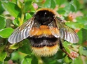 Large Bumblebee by rosej | ePHOTOzine