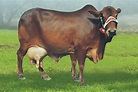 Features of Sahiwal Cattle