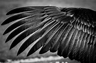 Black Feather Wallpapers - Top Free Black Feather Backgrounds ...