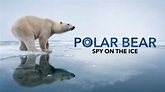 Polar Bear: Spy on the Ice on Apple TV