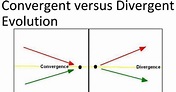 8 Difference Between Convergent And Divergent Evolution With Examples ...