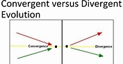 8 Difference Between Convergent And Divergent Evolution With Examples ...