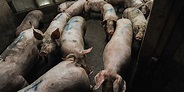 Slaughterhouses: What are they and how are animals killed in them ...