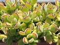 Planta garra de oso - encantadora - Succulent Avenue