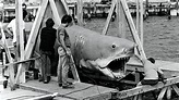 The Shark is Still Working | Film 2007 | Moviebreak.de