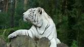 white tiger, bengal tiger, predator 4k white tiger, Predator, bengal tiger