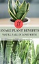 Snake Plant: Benefits, Types, Cautions, And How To Grow, 40% OFF