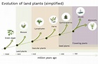 How plants evolved to follow gravity