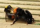 How to help hibernating bumblebees - Bee The Change | Bumblebee ...