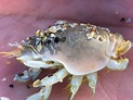 Sand Fleas in Florida - AZ Animals