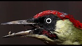 Bird vocalization, Vogelgesang, Vocalisation des oiseaux, Vocalización ...