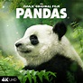 Pandas Movie Photos and Stills | Fandango