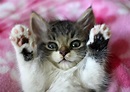 kitty double high five - Kittens Photo (41526738) - Fanpop