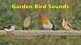 Garden Bird Sounds Spectacular - 8 HOURS - YouTube