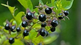 Deadly Nightshade (Atropa belladonna) - Woodland Trust