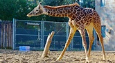 Sacramento Zoo in Southwestern Sacramento | Expedia.co.th
