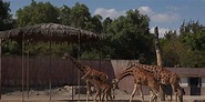 Zoológico de San Juan de Aragón celebra su 58 aniversario