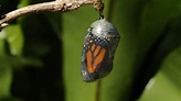 Butterfly Pupa (Chrysalis)